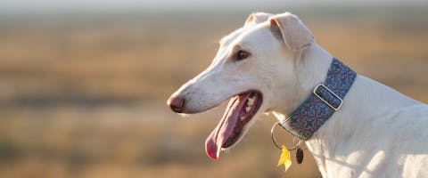 A greyhound dog wearing a martingale collar