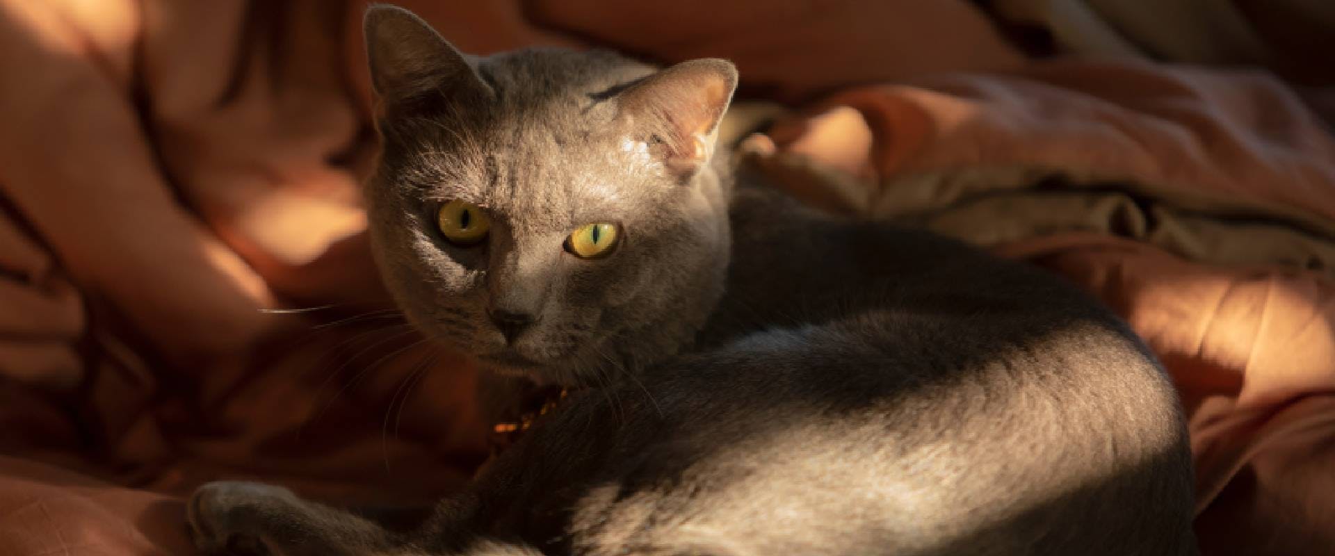 gray cats with green eyes breed