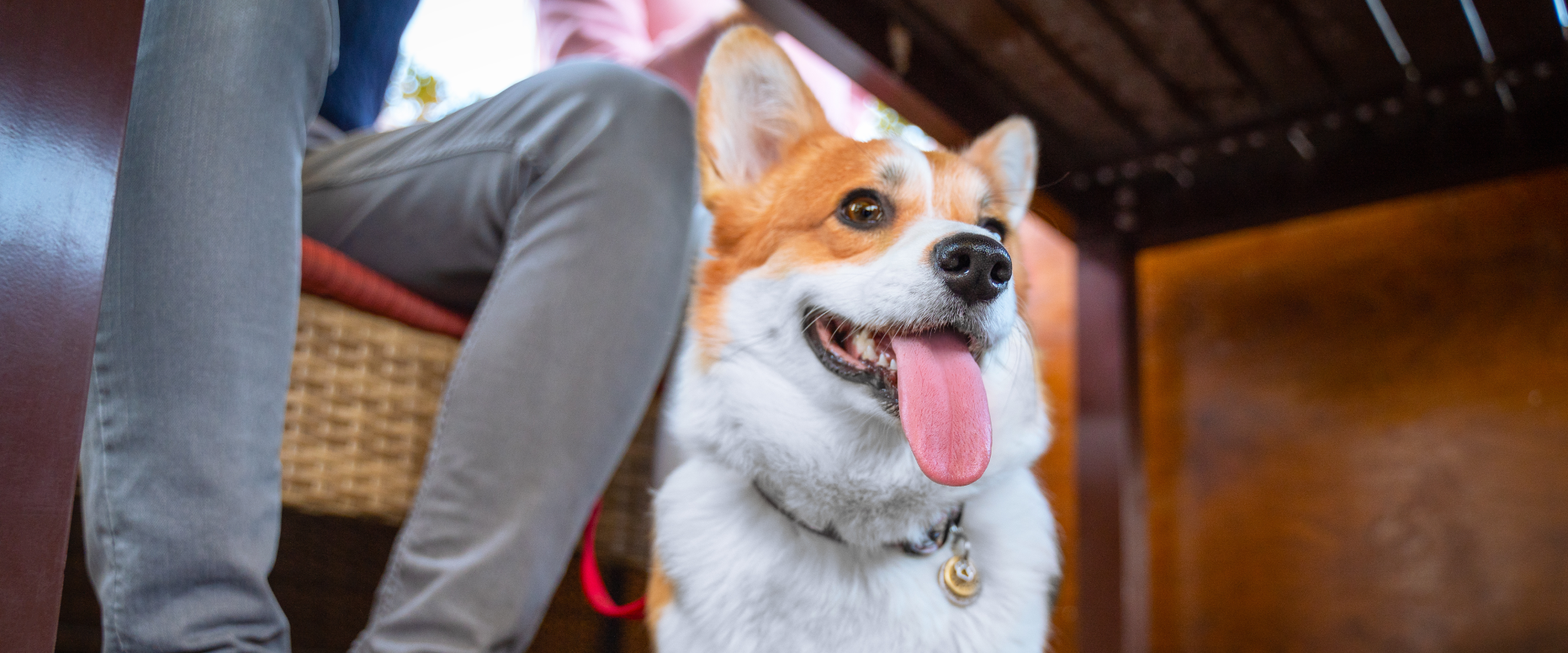 the-top-10-best-dog-restaurants-in-nyc-trustedhousesitters