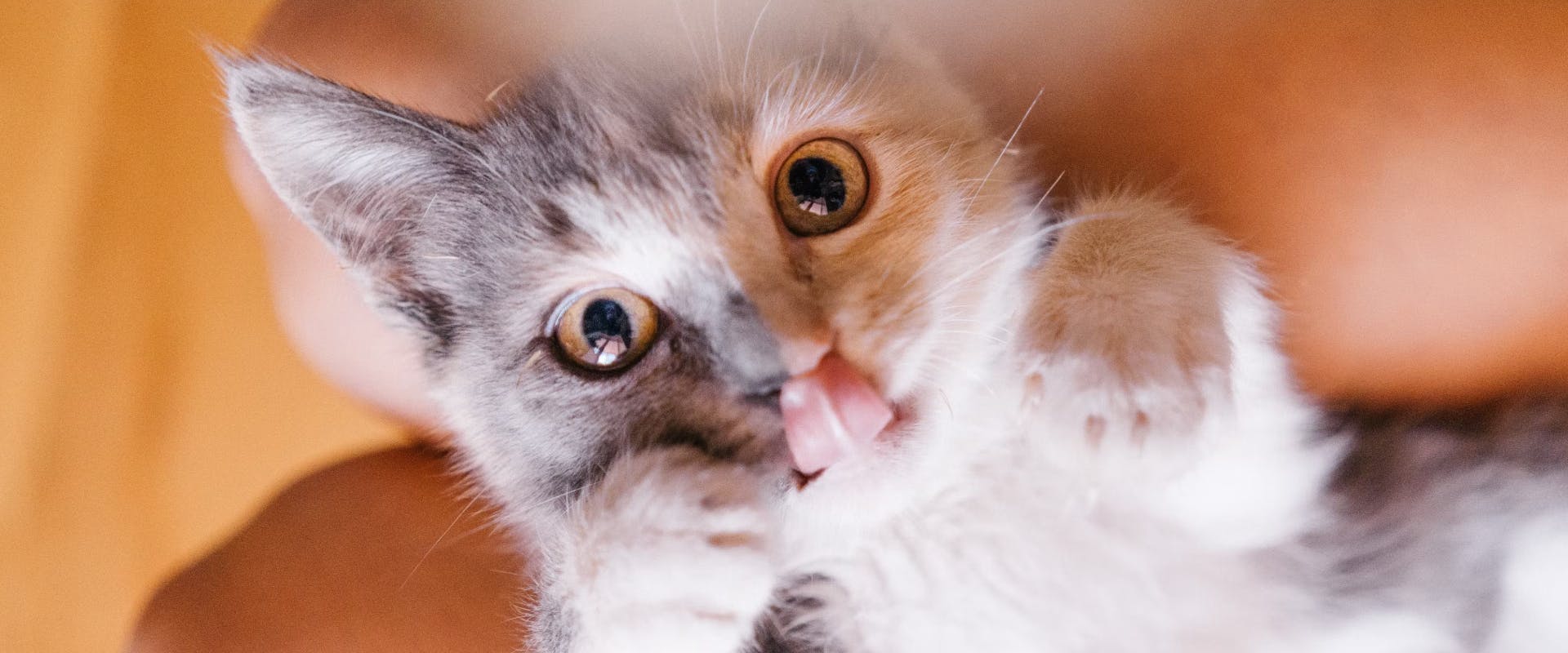 A kitten sticking their tongue out