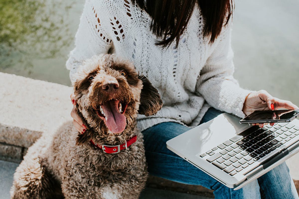 Happy pet with their owner as they explore dog sitting websites. 