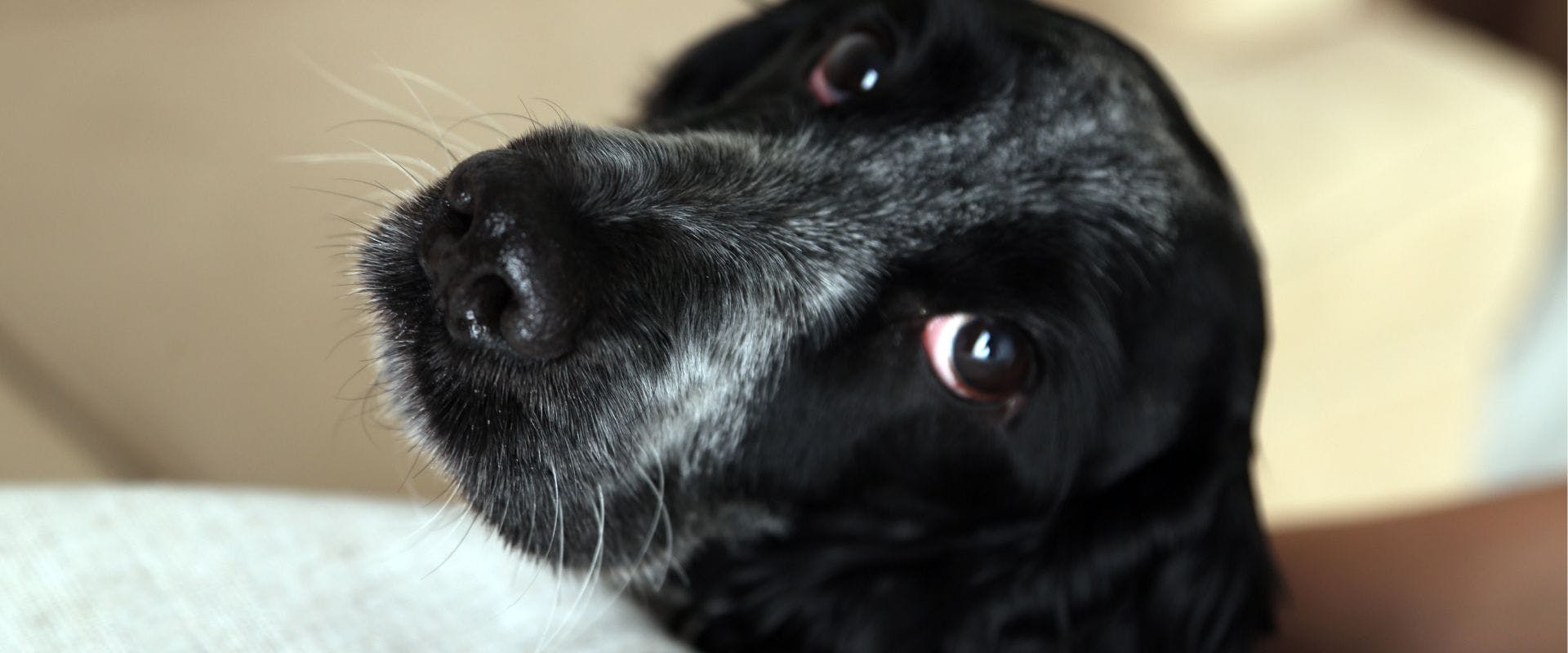 Close up of a black and white dog