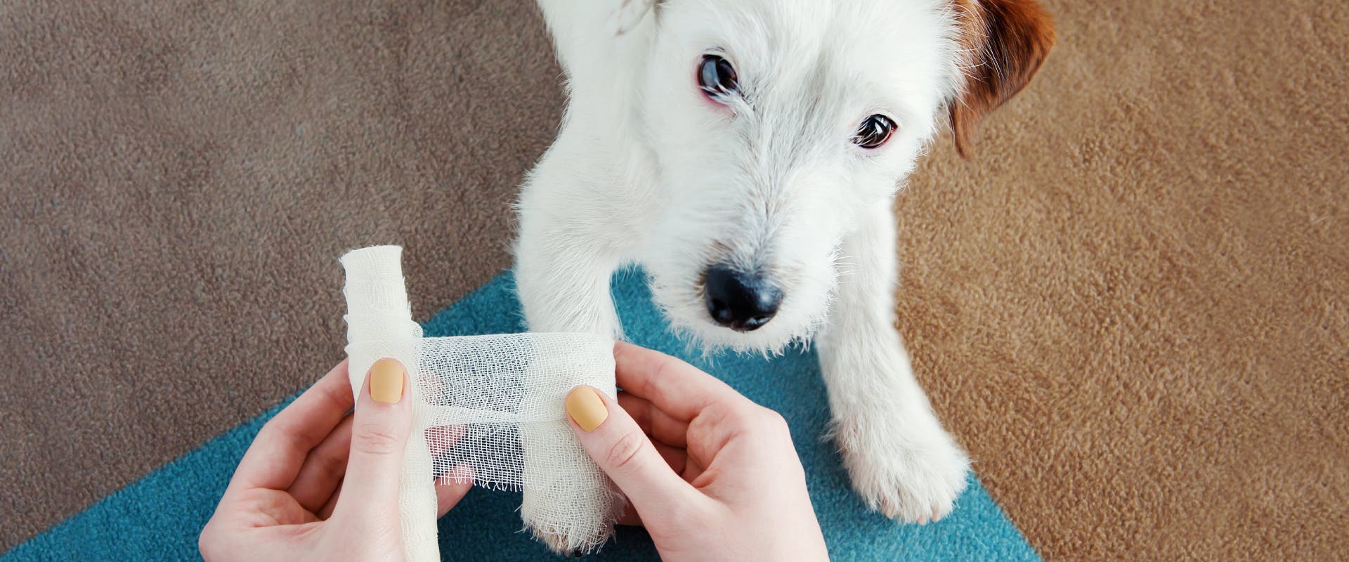 a young terrier having its front paw wrapped in a bandage