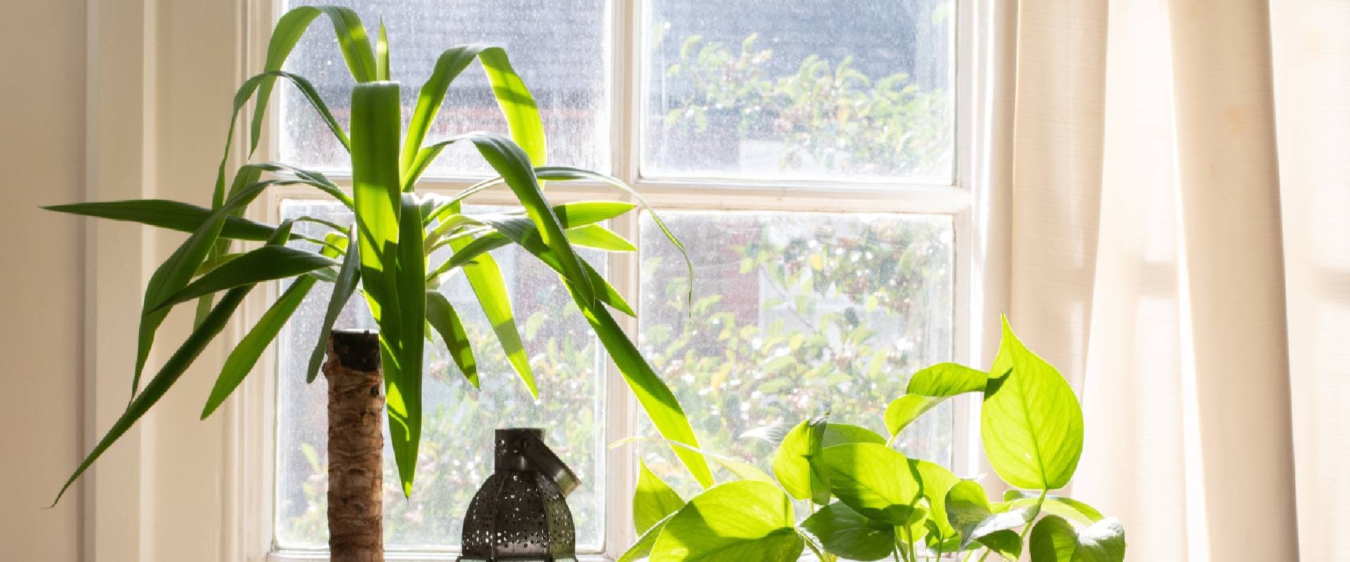 Are Yucca Plants Poisonous To Dogs are-yucca-plants-poisonous-to-dogs