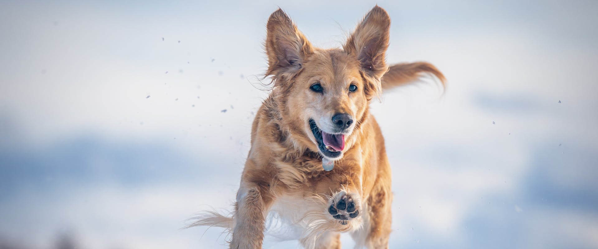A dog runs through the snow.