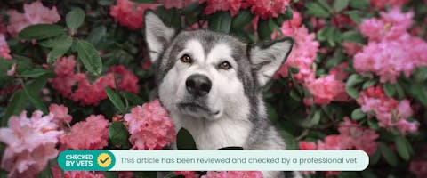 Husky dog sitting with rhododendrons