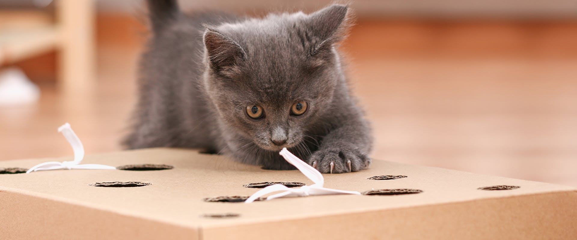 A kitten playing with a puzzle toys for cats