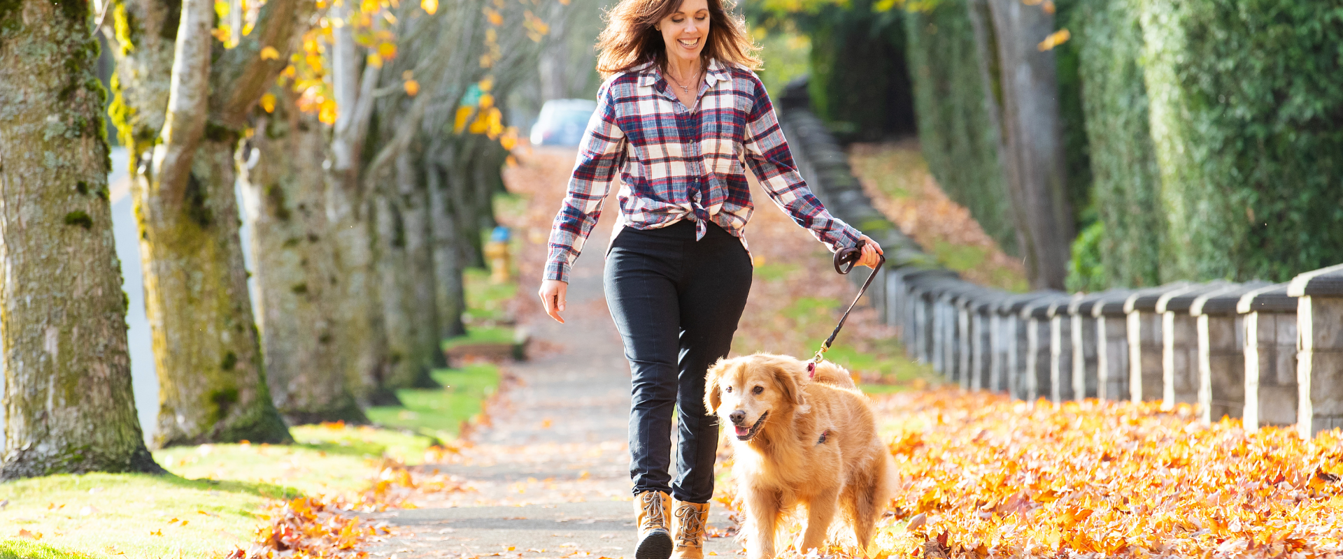 Reasons Why Your Dog Refuses To Walk