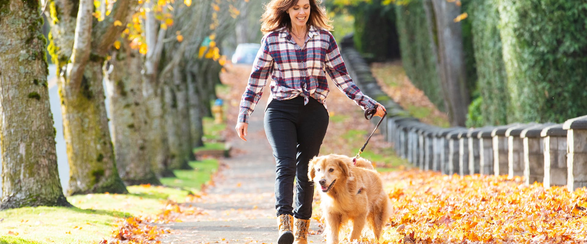 a woman on an autumn walk in a park with her elderly goldie on a leash