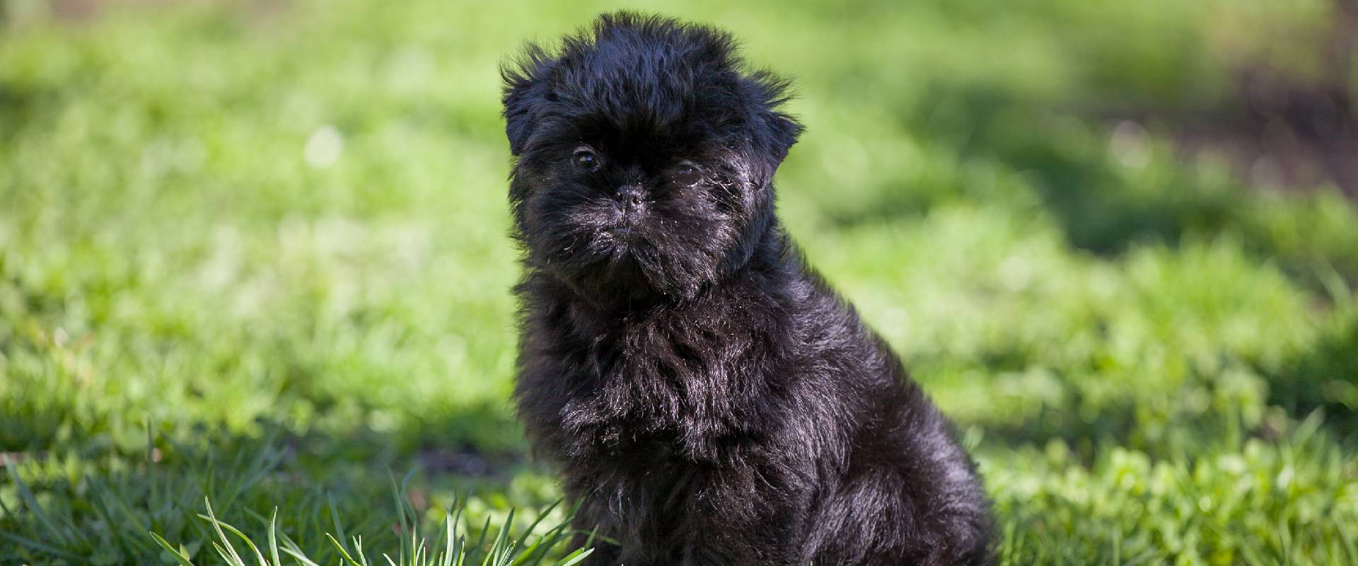 Black Dog Names | TrustedHousesitters.com