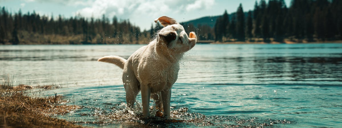 Dog shaking to dry off in a lake