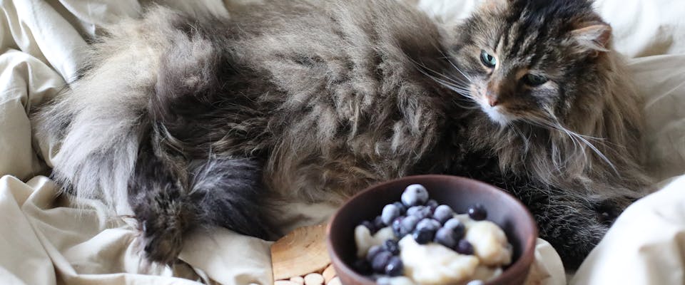 Fluffy cat sitting next to a bowl of blueberries