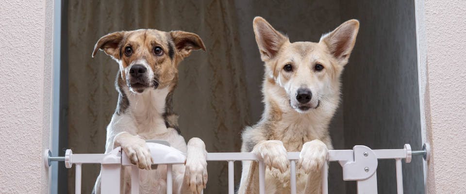 Two dogs resting atop a dog gate