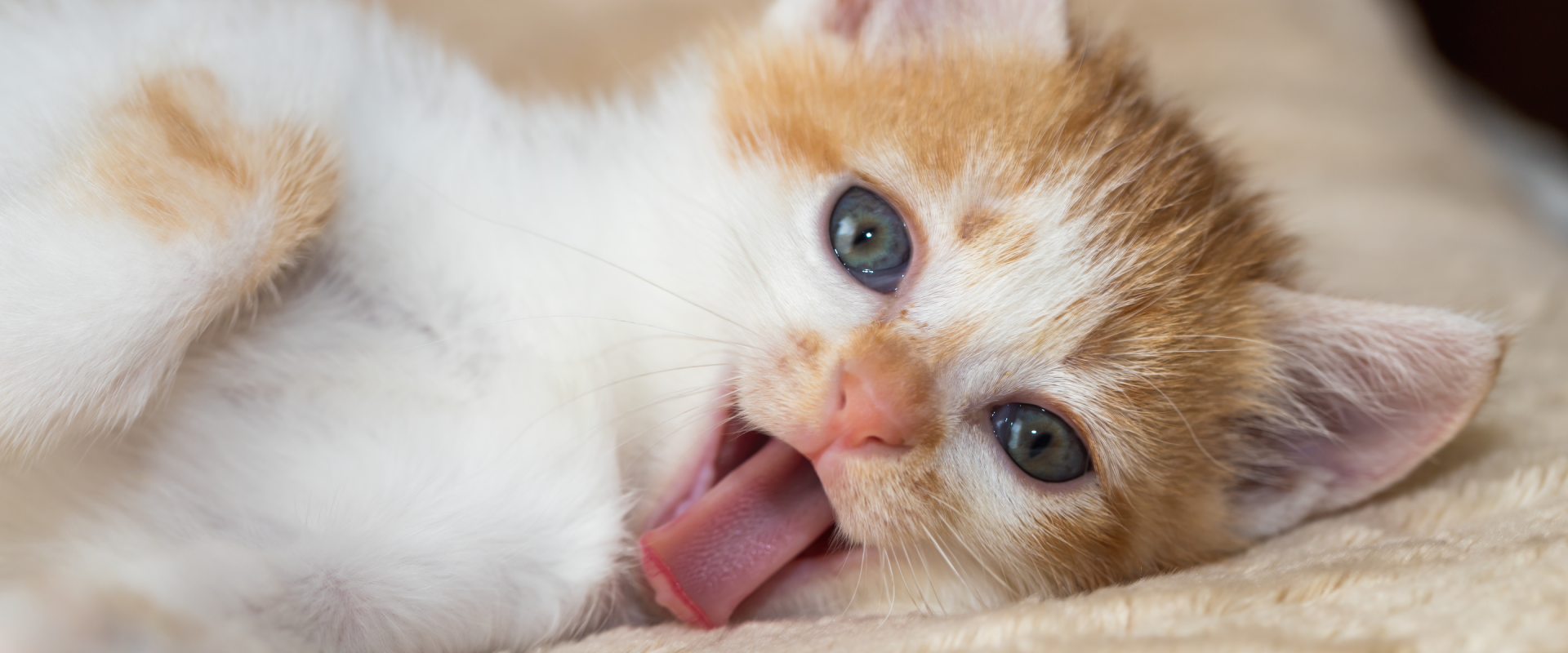 Why are Cats' Tongues Rough? | TrustedHousesitters.com
