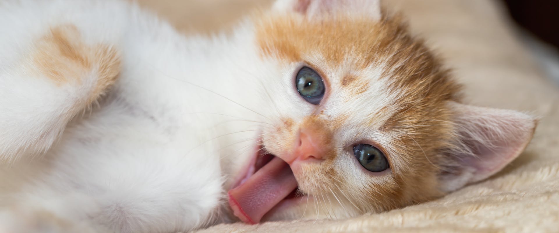 A kitten opens its mouth to show its tongue.