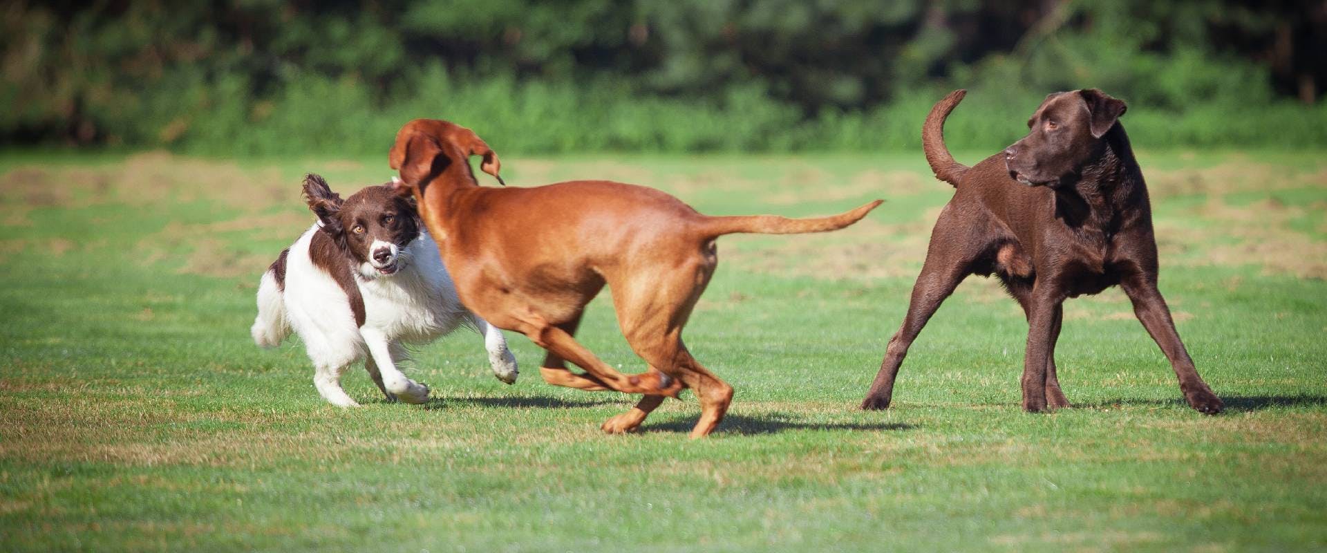 Three dogs playing in a dog park
