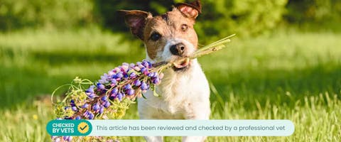 Jack Russell carrying a bouquet of lupine - which is poisonous to dogs if ingested