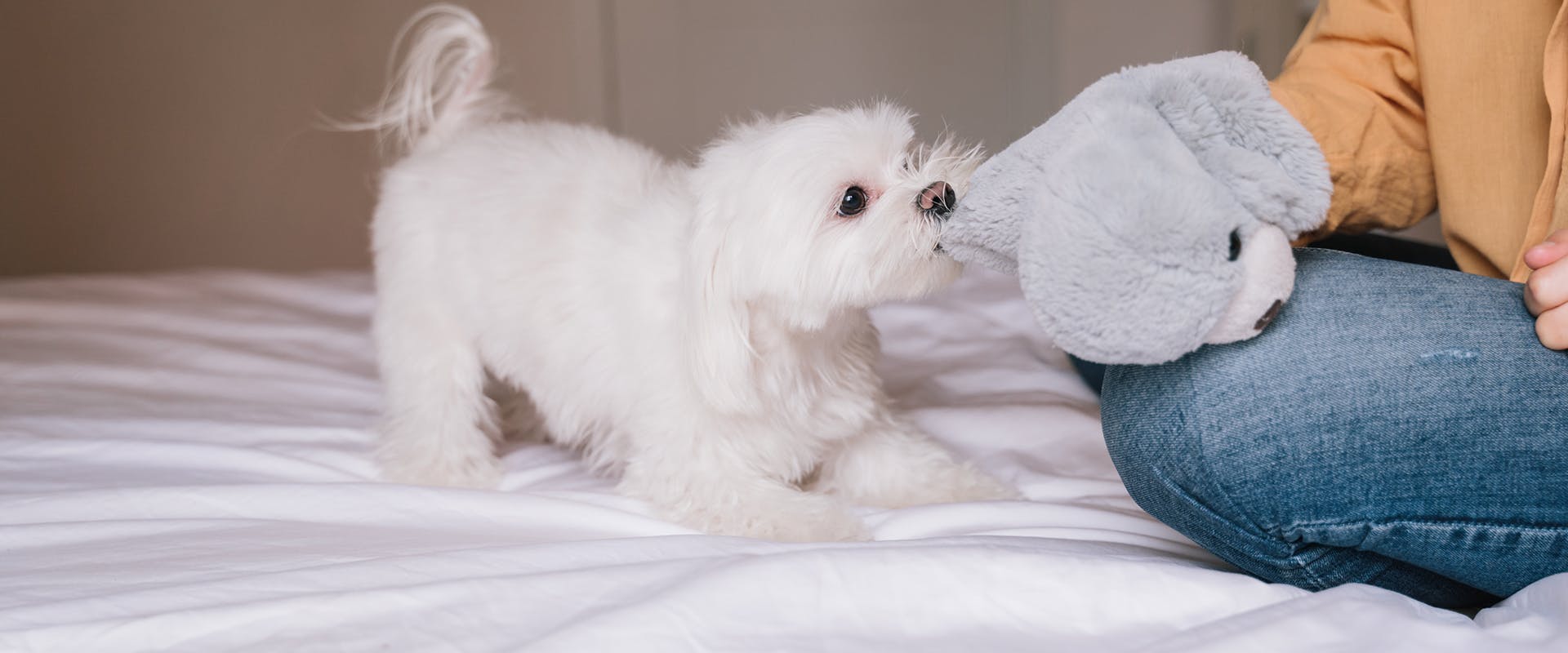 A cute, playful Maltese dog and a woman's hand playing tug-of-war with a grey teddy bear