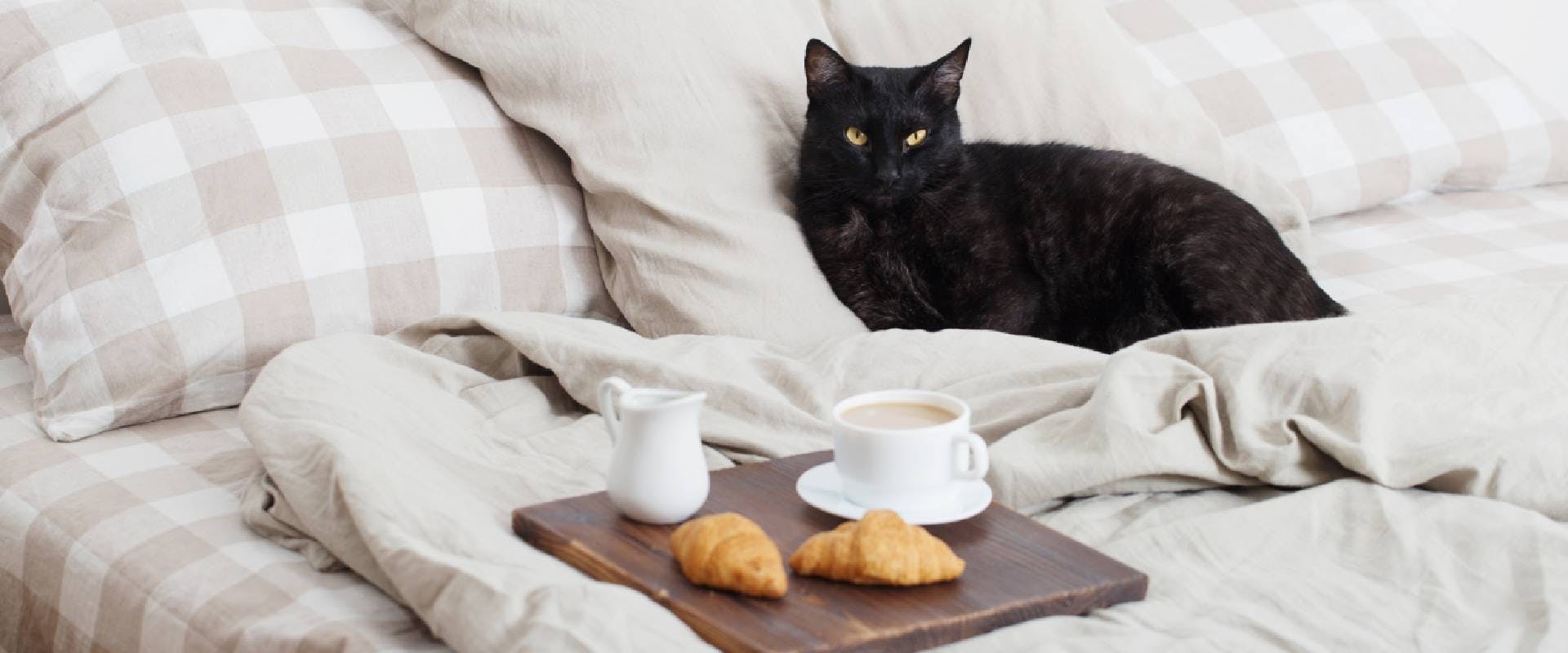 Black cat laying in a bed next to a tray holding coffee and croissants