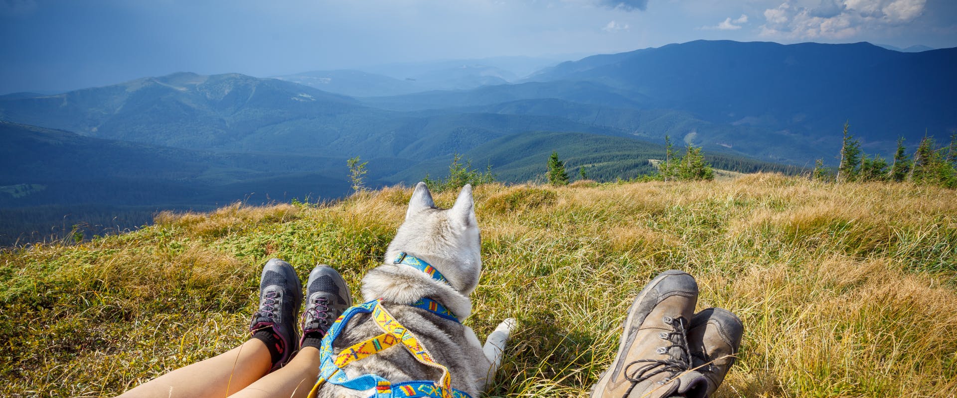 Husky in a hiking leash lying down with two humans looking at a mountain view