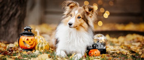 A dog surrounded by pumpkins and Halloween decorations