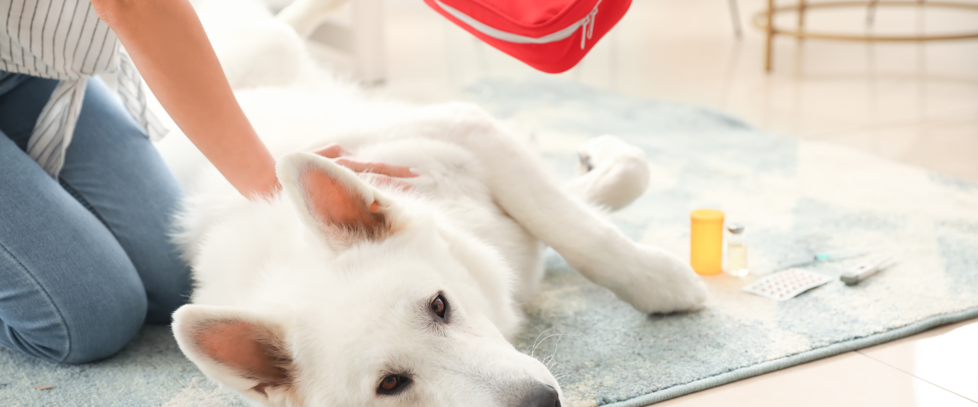 What should be on your emergency dog kit checklist ...