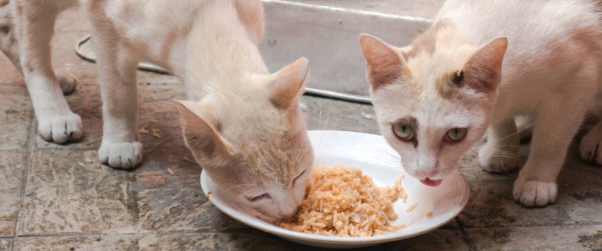 Two cats eating rice