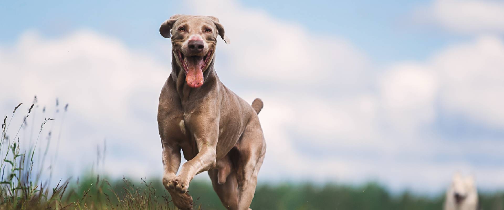8 Best Dog Walks in Kent