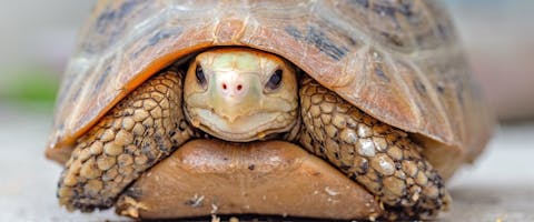 a young tortoise kept as a pet reptile slightly poking its head and legs out of its shell