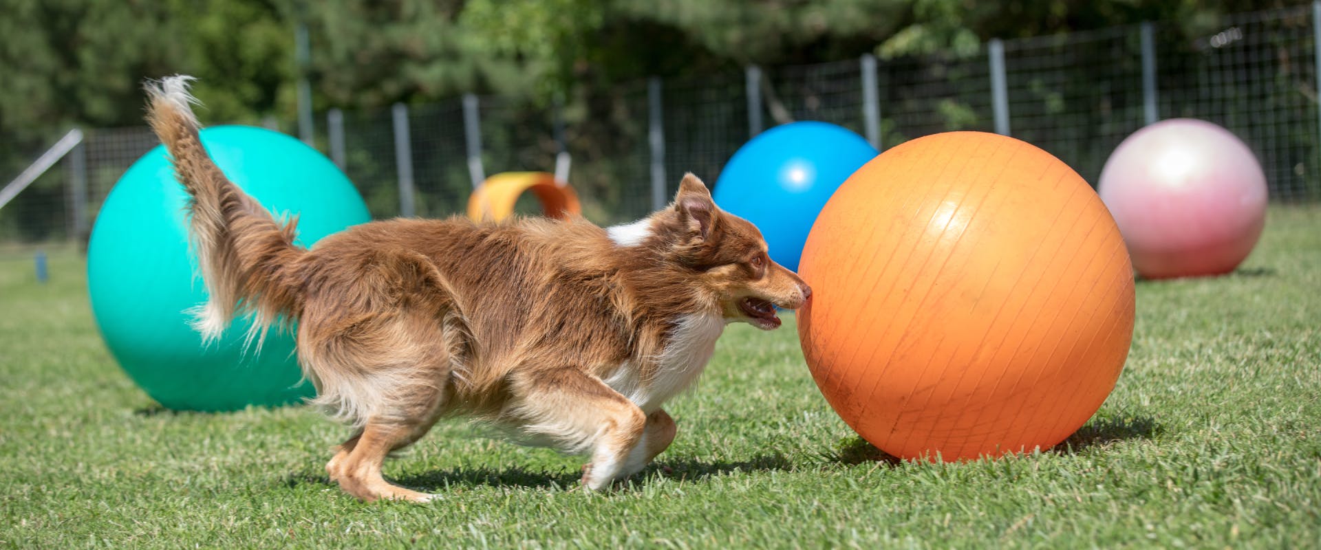 A dog plays Treibball in a park. 