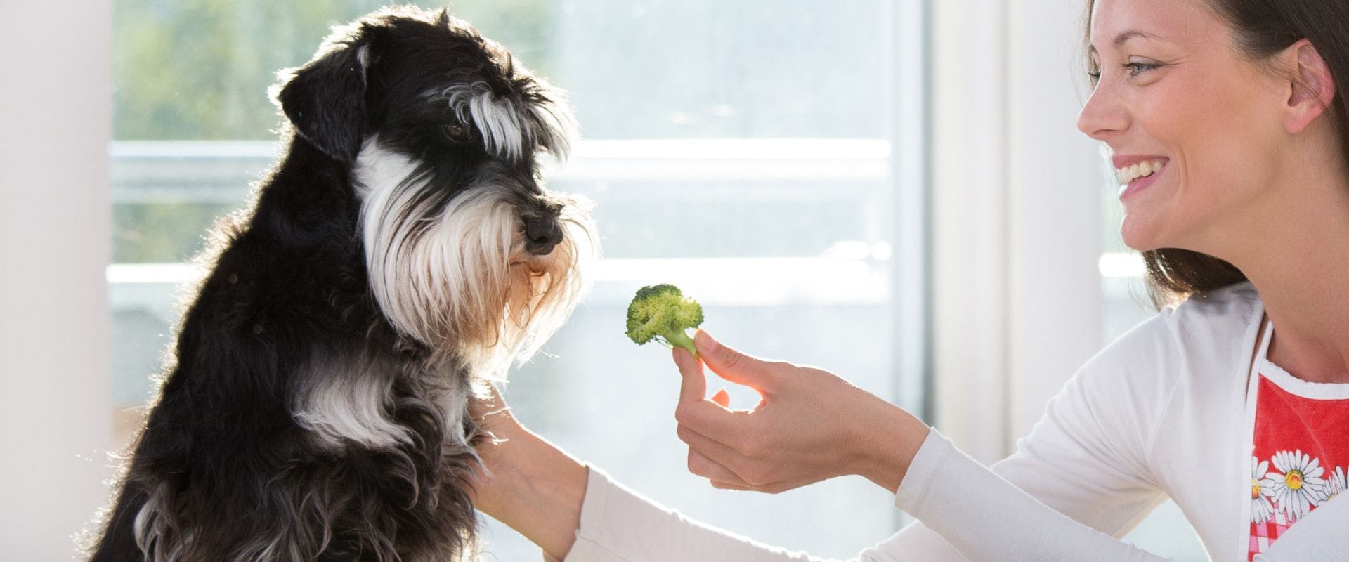 Black and white dog eating broccoli
