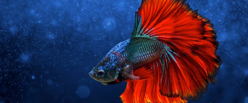 10 Fun Betta Fish Facts