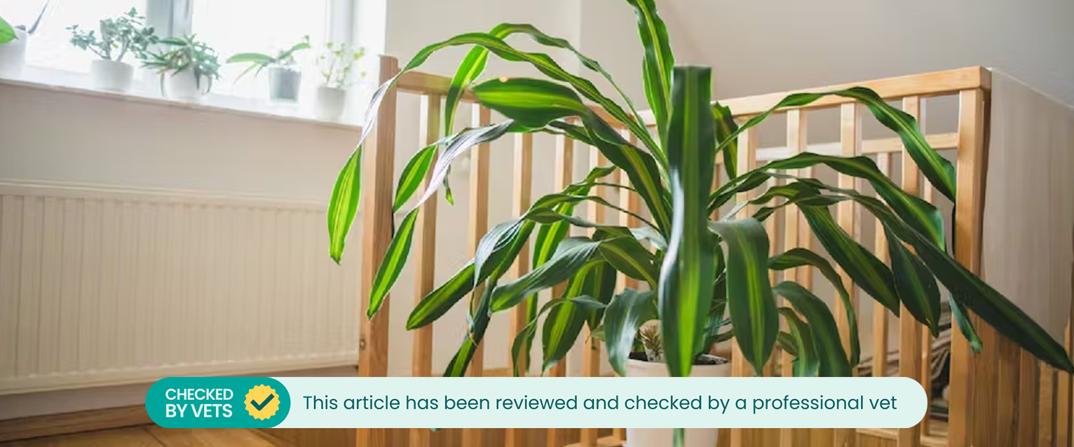 Large potted dracaena at home