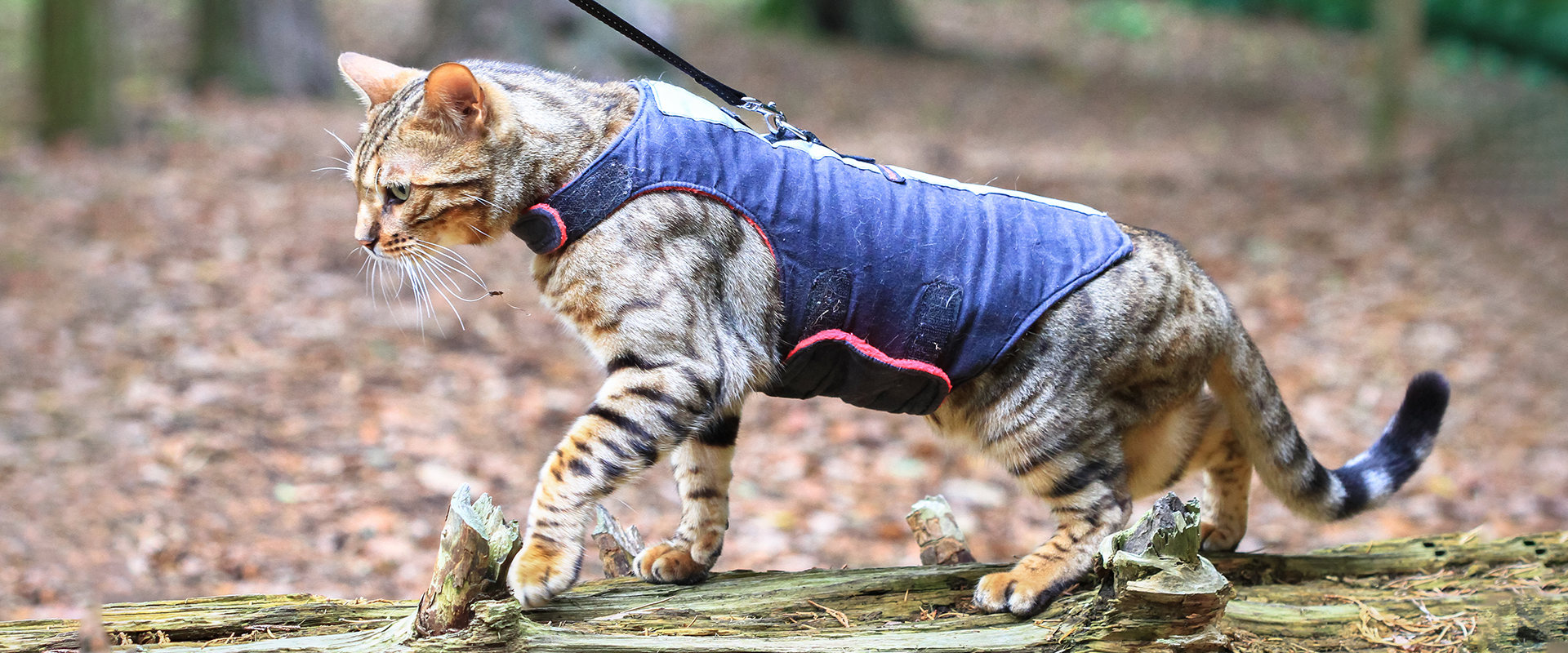 best cat walking harness