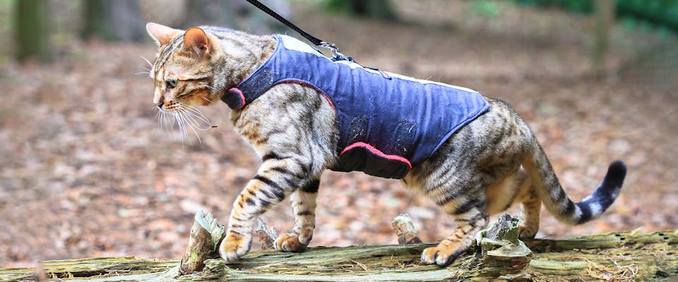 Designer creates cool cat clothing range for fashion forward felines