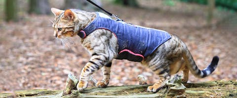 A cat wearing a blue and pink full-body cat harness