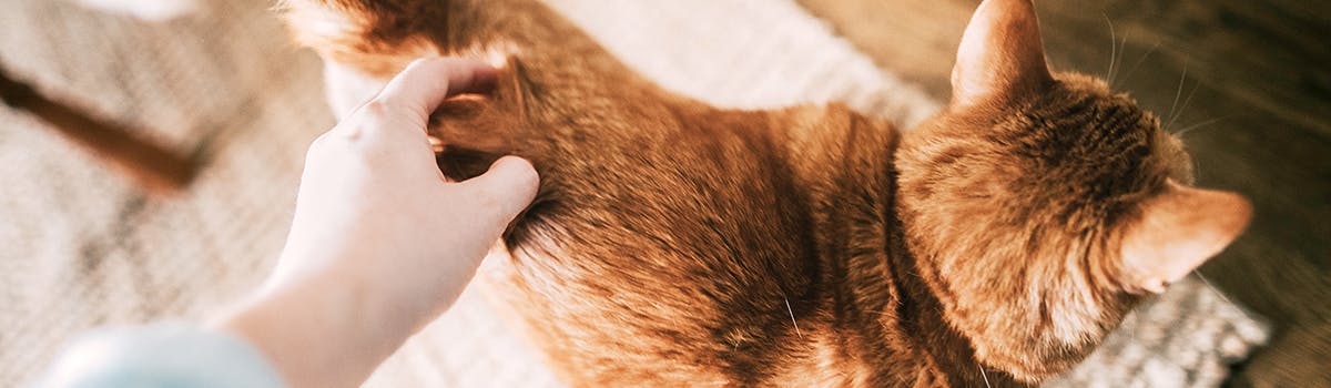 A hand stroking a ginger cat