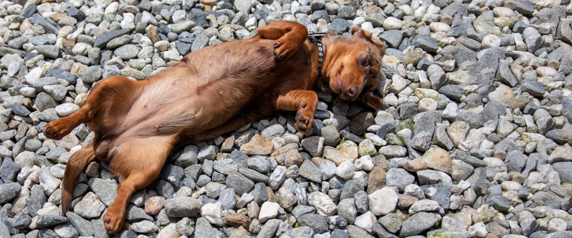 A dog showing belly while lying on the beach.