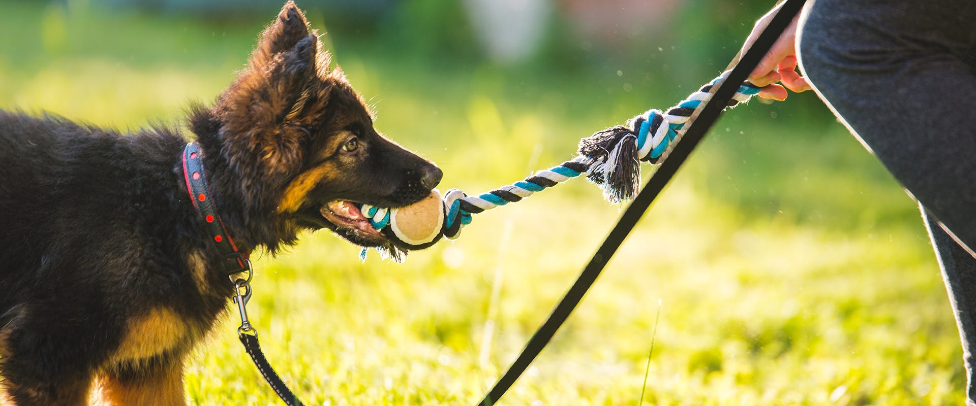 A German Shepherd puppy playing tug-of-war with his owner