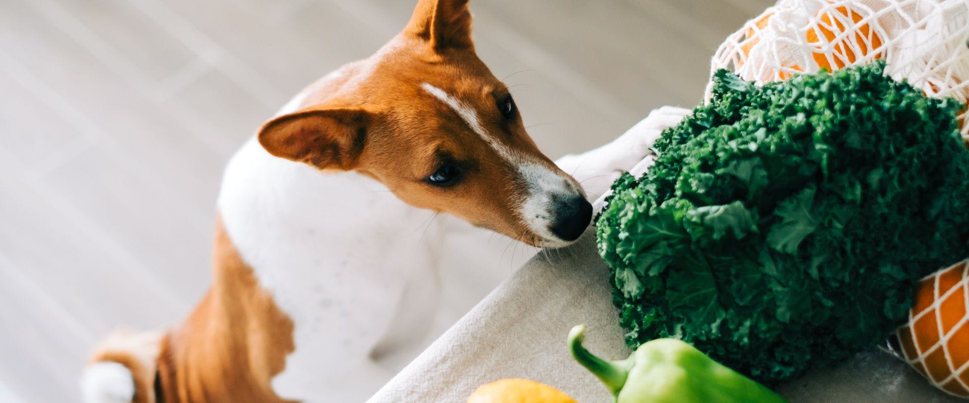 Jack Russell sniffing vegetables in kitchen