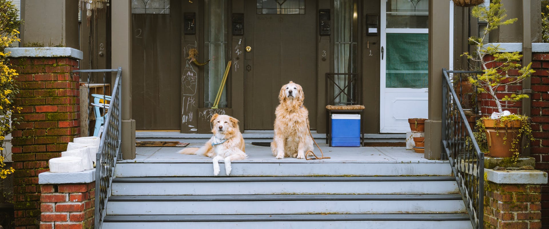 two older dogs sitting on the front porch steps of a home in Seattle