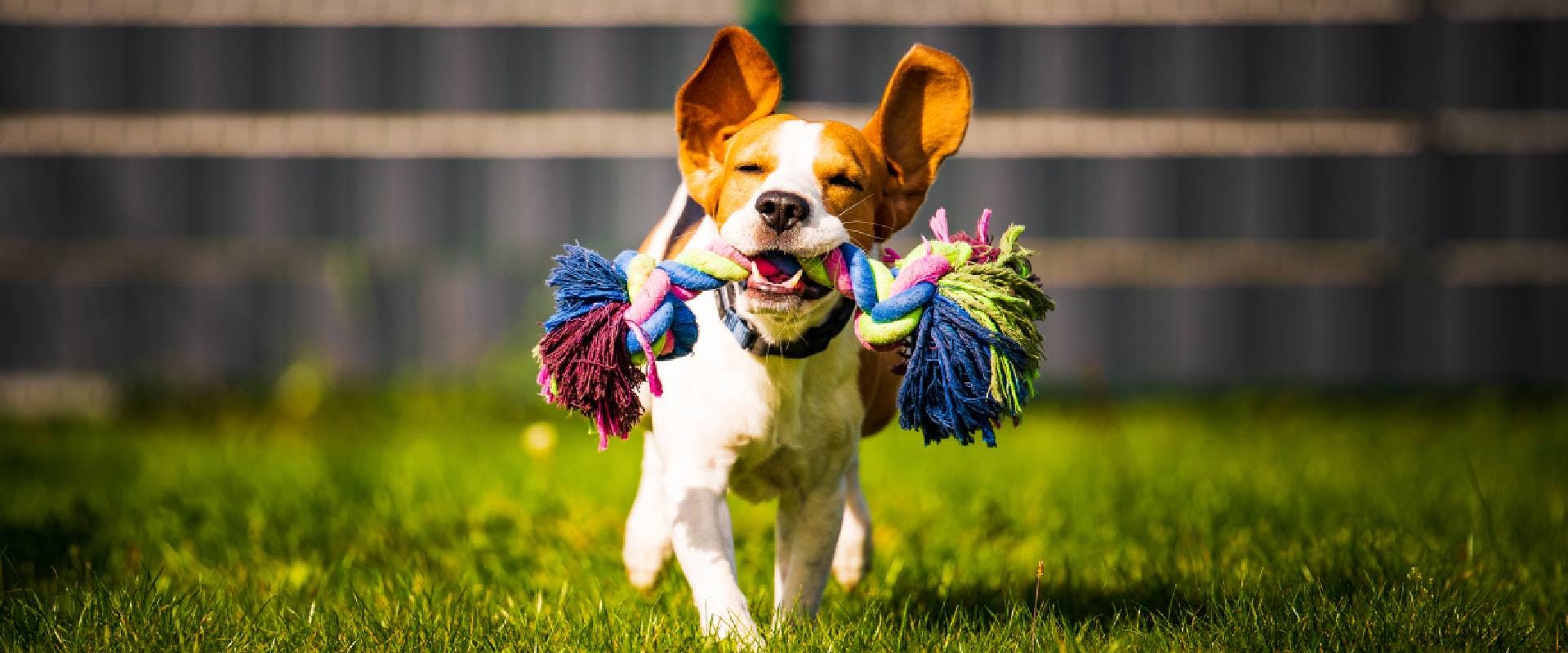 Beagle dog with a toy