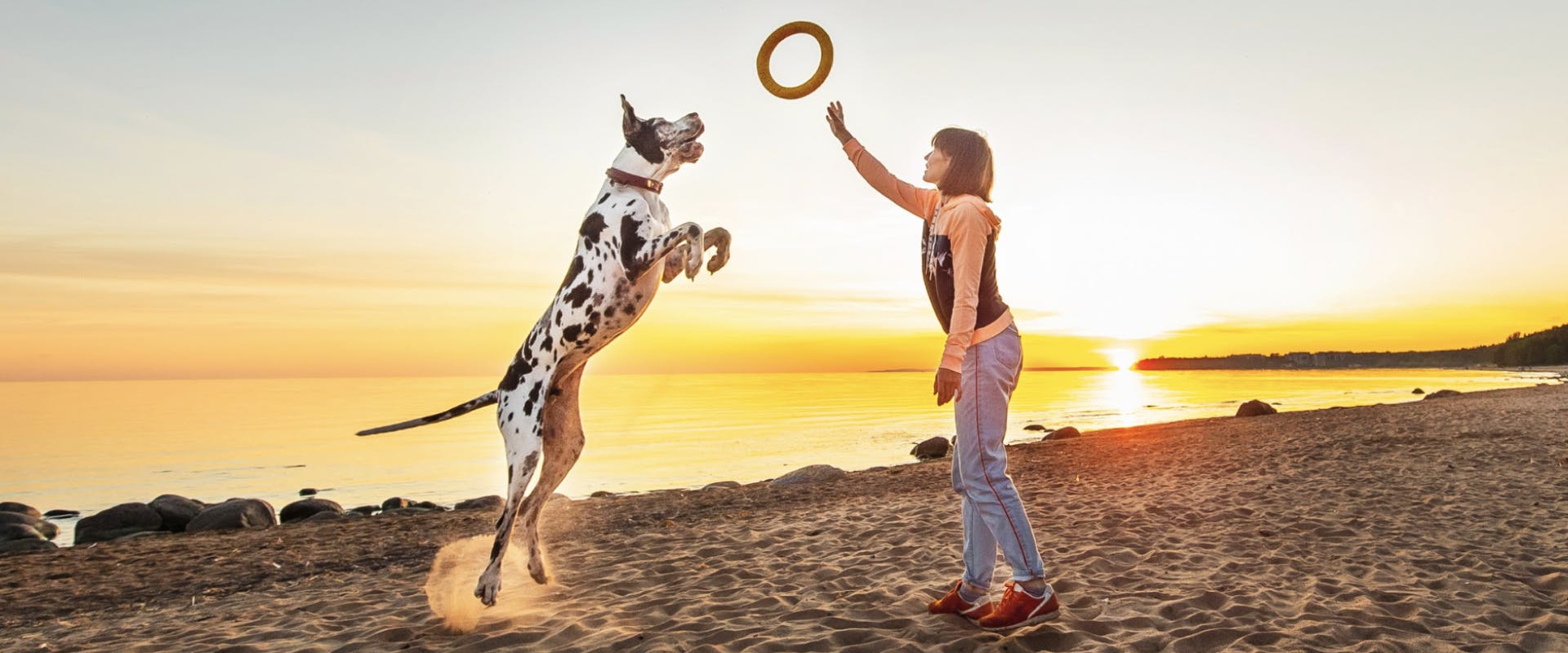 A woman and a dog playing with a frisbee on a beach at sunset