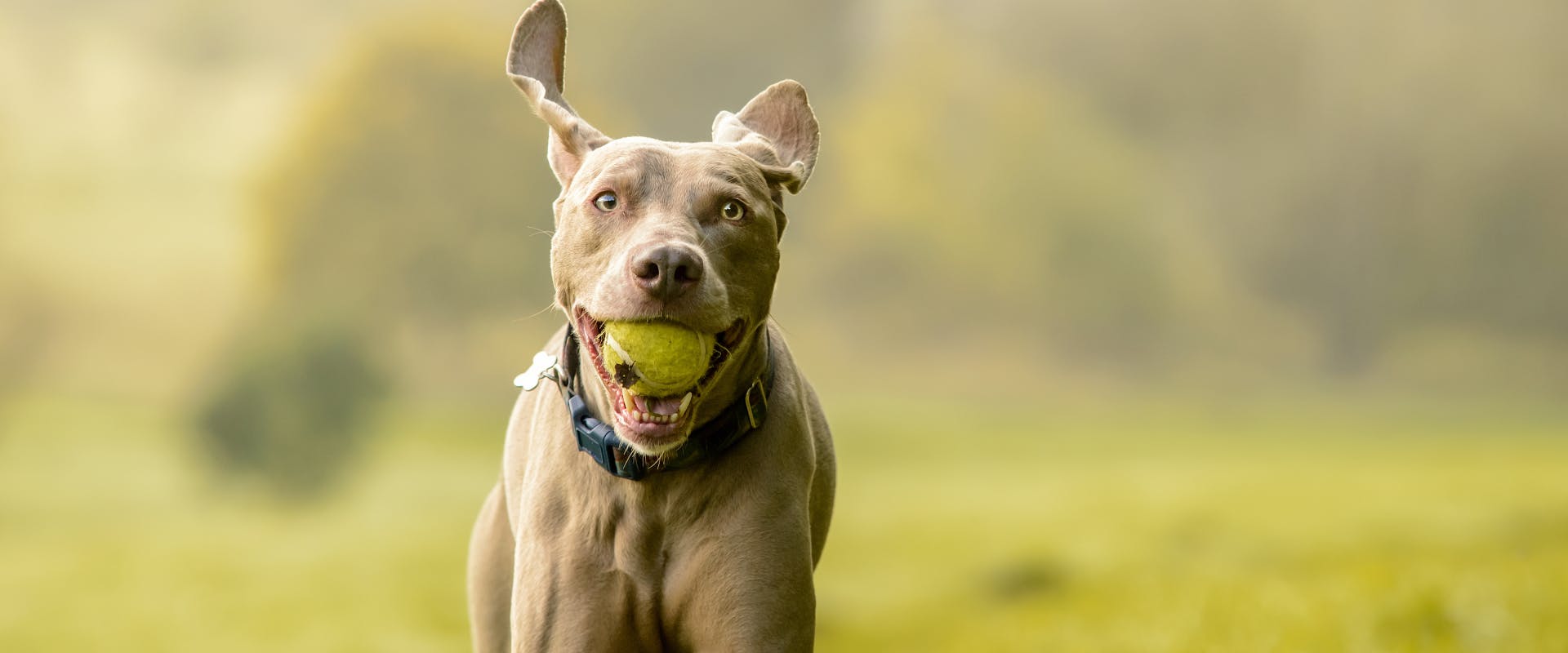 large gray dog running in a park with a tennis ball in its mouth