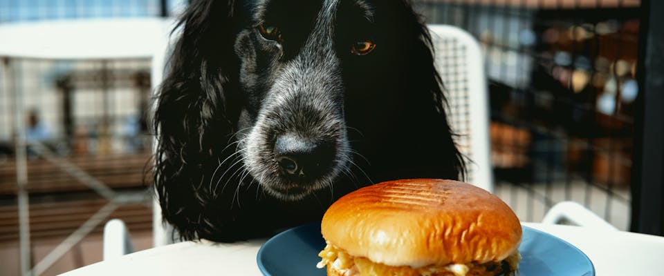 Dog looking at a burger.
