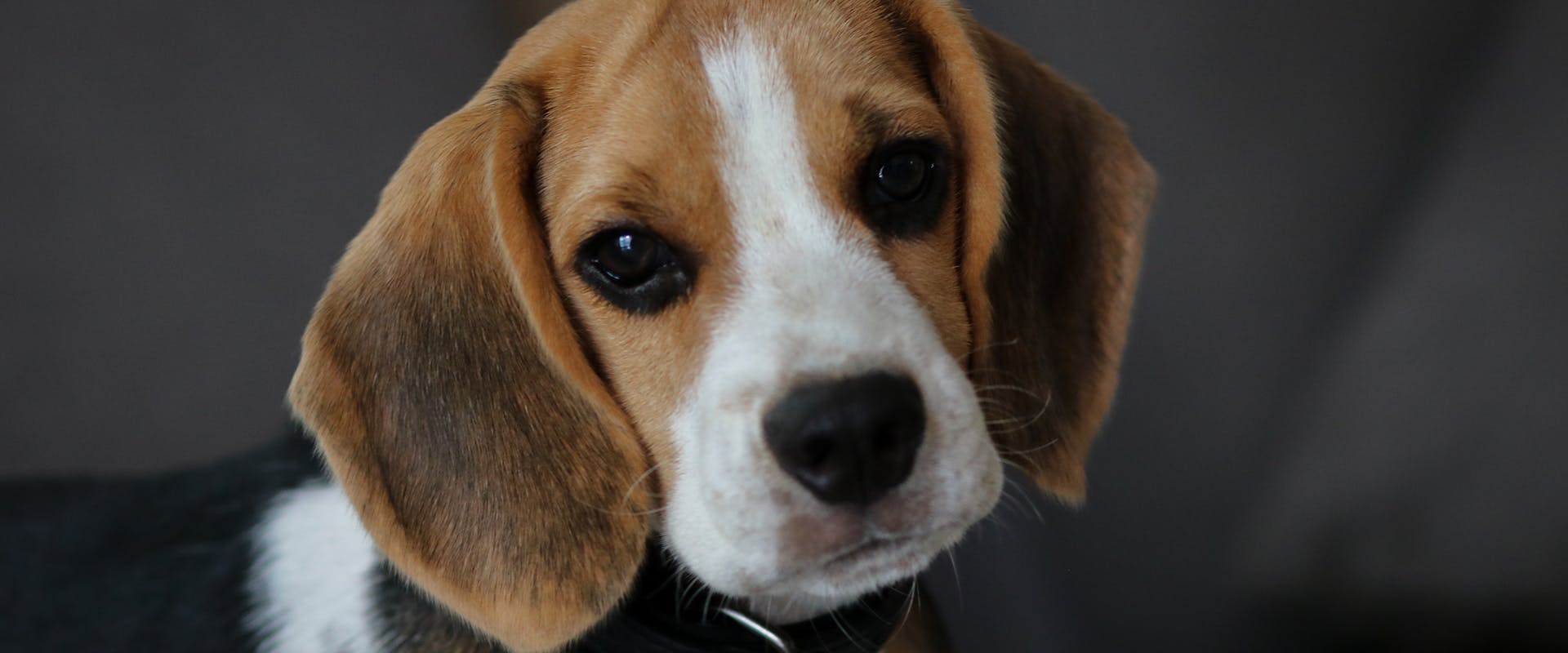 A cute Beagle dog, looking pleadingly at the camera
