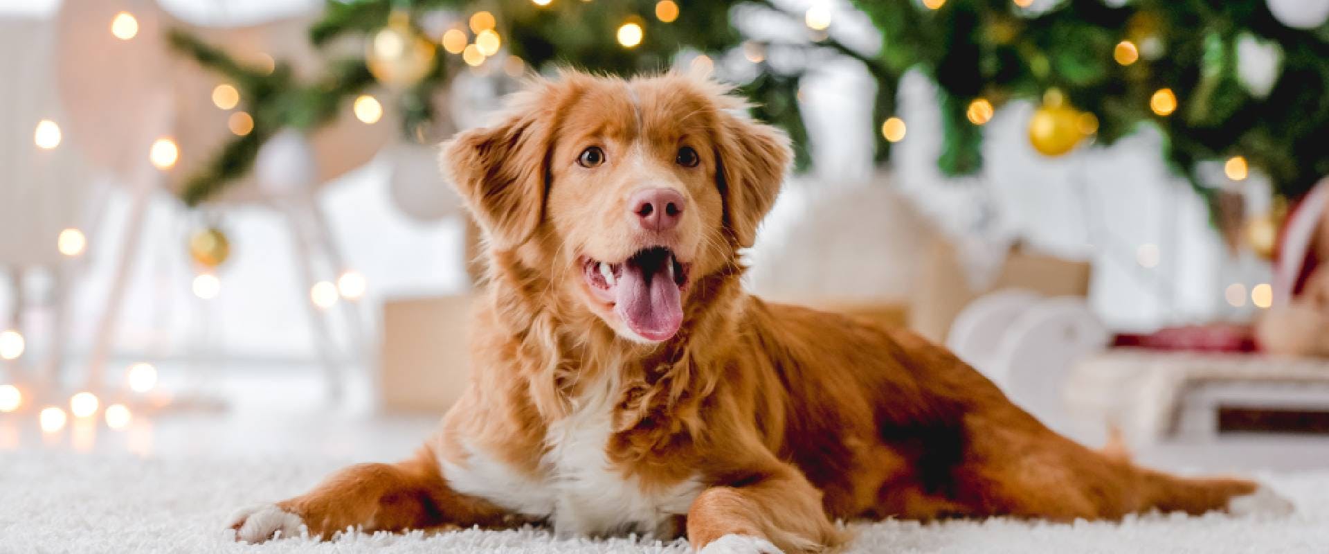 Toller Retriever laying in front of a Christmas tree