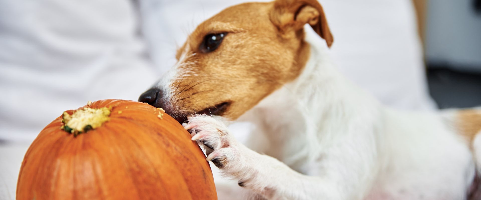 Can Dogs Eat Squash?