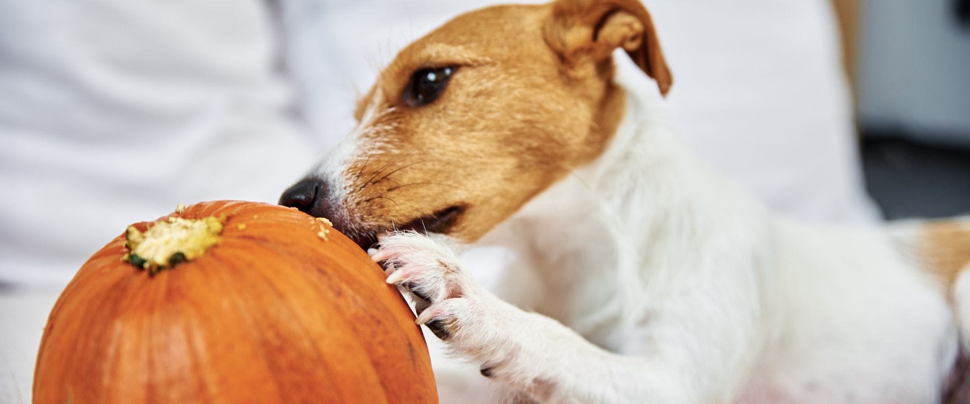 Jack Russell dog eating squash