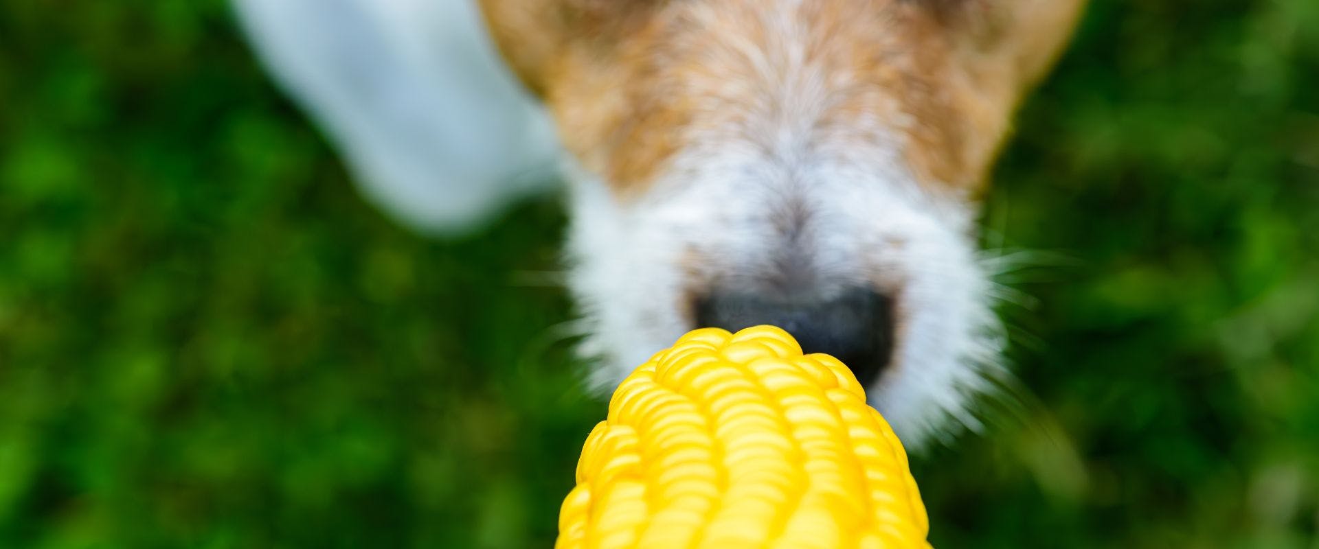 Dog's nose sniffing a corn on the cob